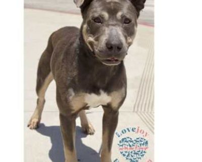 Jeffrey COH - Pit Bull Terrier Male Dog for Adoption