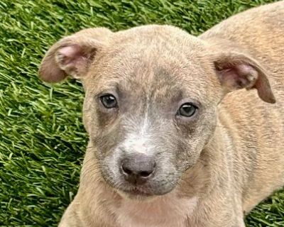 Mermaid - American Pit Bull Terrier Female Puppy for Adoption