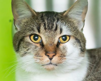 Cafe Au Lait - Domestic Short Hair Male Cat for Adoption