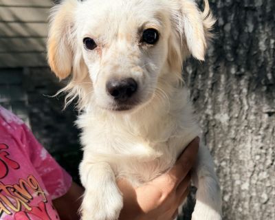 Meet Estrella, a tiny firecracker with a bright personality and a heart full of sweetness. This 9-month-old Maltese/Shih Tzu mix, born on February 10, 2025, may be small, but she s full of confidence and charm. Spayed, healthy, fully vaccinated, and on regular heartworm prevention, Estrella is ready to find a loving family who appreciates her spirited nature. Estrella is great with men, women, ...