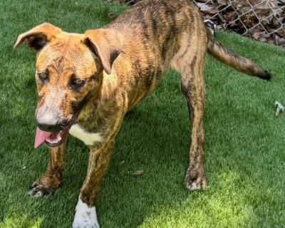 Ruckus - Catahoula Leopard Dog Mix Male Dog for Adoption