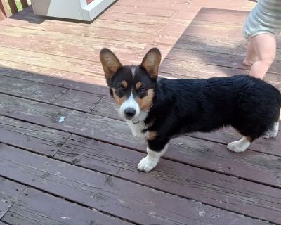 Edie - Needs a House on iROOMit or a Room