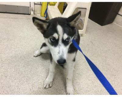 Dog - Husky Female Dog for Adoption