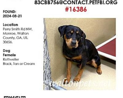 #16386 - Rottweiler Female Dog for Adoption