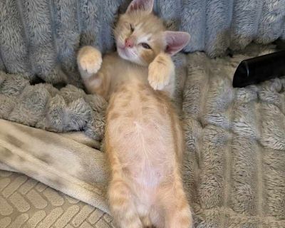 Child. Orange or red tabby. Hair: short. Microchipped. Meet Hogan the Sweetest Little Superhero in an Orange Tabby Suit! Hogan is a 4-month-old orange tabby kitten with a heart of gold and the bravery of a lion. Born with eyes that didn t fully develop, Hogan is mostly blind though we re pretty sure he can see some shadows. But the best part? He absolutely doesn t let it slow him down. Hogan pl...