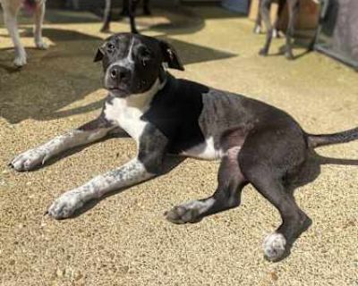Luke - Labrador Retriever/American Staffordshire Terrier Mix Male Dog for Adoption