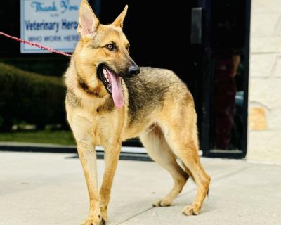 Atlas - German Shepherd Dog Male Dog for Adoption