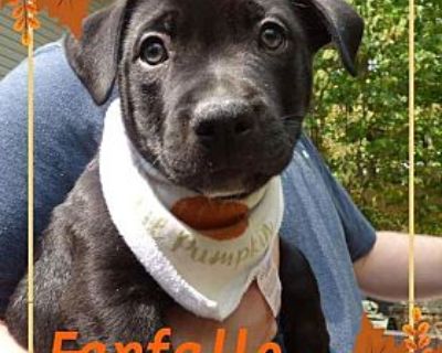 Farfelle - American Pit Bull Terrier Male Puppy for Adoption