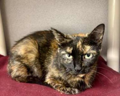 Mudslide Boogie - Domestic Shorthair Female Cat for Adoption