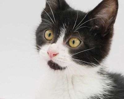 Child. Black & white or tuxedo. Hair: short. Microchipped. Vaccinated. Meet Bridget will WOW u with her beauty and sweetness! Our fosters are have so many kittens are now big enough to be adopted. They are anywhere from 8 to 10 wks old so ALL are TOO SMALL TO GO as SOLO pets to a home UNLESS u already have a young cat in your home - so have to be paired up. They are absolutely the sweetest and ...