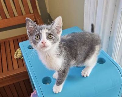 Kitty Purry - Domestic Shorthair Female Cat for Adoption