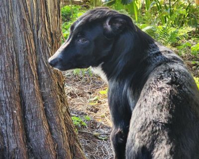 Last two males of 8 in the litter still here.  Part McNab border collie. One likes to swim and was the litter runt. The other is long dog.  The price is reduced to $230. The rest sold for 300 to 400