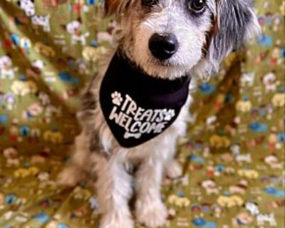 ROMEO - Aussiedoodle Male Puppy for Adoption