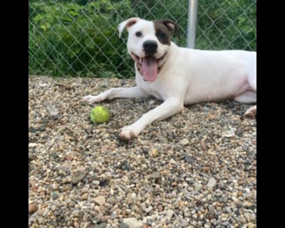 Jolie - Pit Bull Terrier Mix Female Dog for Adoption