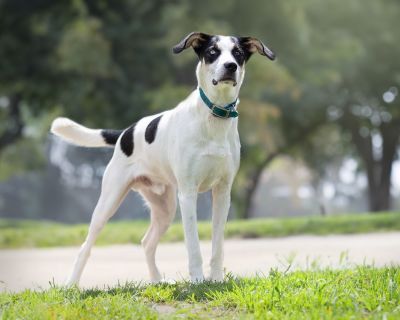 Buddy Elf - Hound & Husky Mix Male Dog for Adoption