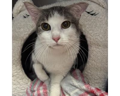 PeeWee - Domestic Shorthair Male Cat for Adoption