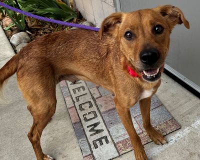 SAVANNA - Labrador Retriever Female Dog for Adoption