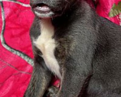 Pigeon - Labrador Retriever/Weimaraner Mix Male Puppy for Adoption