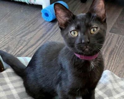 Jozy - Domestic Shorthair Female Kitten for Adoption