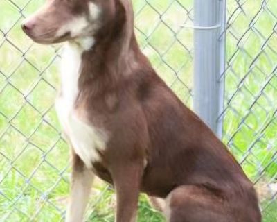 We are still learning about this fur baby. The best way to know about one of our residents is to come and visit us on Fridays or Saturdays 10 to 1.. House-trained Yes Health Vaccinations up to date, spayed / neutered.. Adult Female Medium