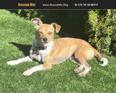 Wednesday - Female Puppy Chihuahua / Dachshund for Adoption