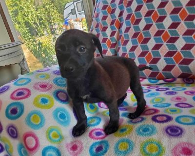 Prim - Mixed Breed Female Puppy for Adoption