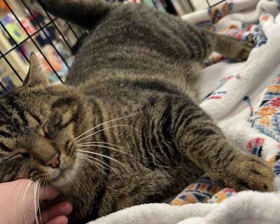 Tommy - Domestic Shorthair Male Cat for Adoption