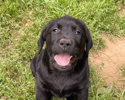 2 Female Labrador Retriever Puppies for Sale