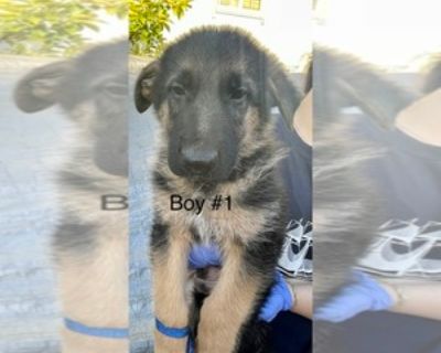 AKC GERMAN SHEPHERD PUPPIES