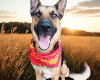 LUNA GS - German Shepherd Dog Female Dog for Adoption