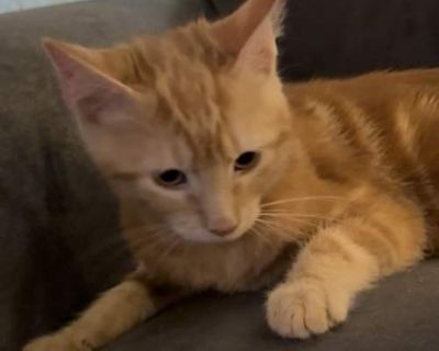 Bingo JW - Domestic Shorthair Male Cat for Adoption