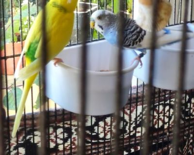 2 Beautiful Parakeets with Large Cage & Accessories
