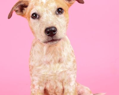 Gracie - Australian Cattle Dog / Blue Heeler Female Puppy for Adoption