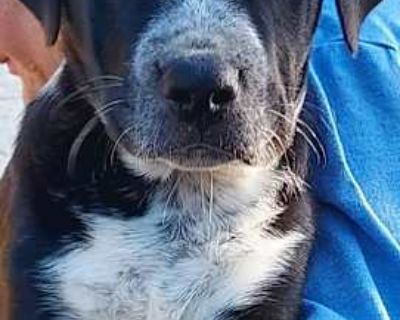 Tug - Mastiff/Labrador Retriever Mix Male Puppy for Adoption