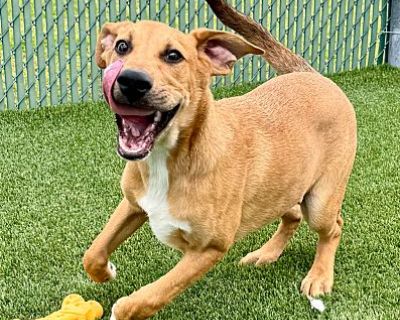 Bari - Golden Retriever/Catahoula Leopard Dog Mix Male Dog for Adoption