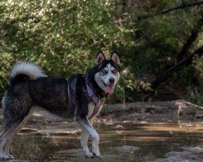 Betty Lou - Husky Female Dog for Adoption