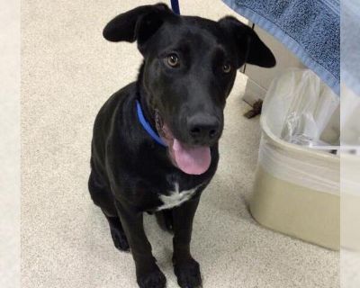 Dog - Labrador Retriever Male Puppy for Adoption