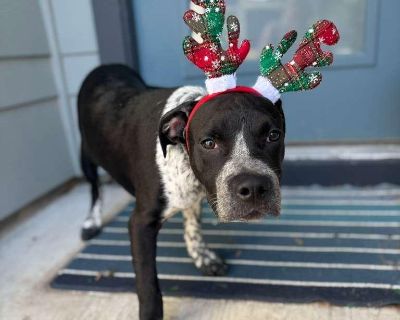 ***Please note, once completing the initial screen you will be connected with the placement for a video chat. Transports run every few weeks and we will have the dog on the next available transport once approved. If you are not able to accept a dog until a specific time period, please apply at that time*** We are a volunteer run rescue and donate our time to these dogs. IF you are not serious a...