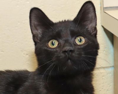 Meet Obi our little lap panther! Obi may be small, but his heart is huge. This affectionate, playful kitten loves snuggles just as much as playtime and will happily curl up in your lap after a good round of zoomies. He gets along wonderfully with other felines and would be thrilled to have a kitty friend in his new home. If you re looking for a loving, playful companion with a sleek black coat ...