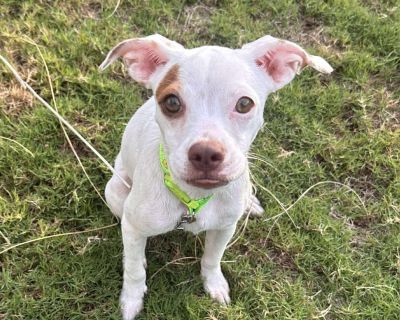 Meet sweet little Loula! This sweet chihuahua mix has a perfectly adorable underbite and is ready to bring endless joy to her forever family! This adorable 12lbs lap dog is the perfect size for snuggles and adventures. Loula is playful, spunky, and full of love! She gets along wonderfully with her furry foster siblings of all sizes and walks beautifully on a leash always ready to explore the wo...