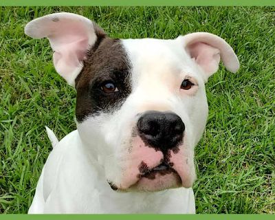 Dover - American Pit Bull Terrier Male Dog for Adoption