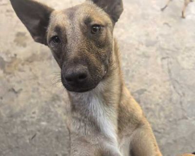 Sepia - German Shepherd Dog Female Dog for Adoption