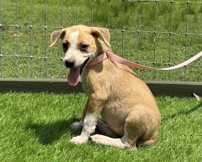 Embry - Labrador Retriever & Chihuahua Mix Female Puppy for Adoption