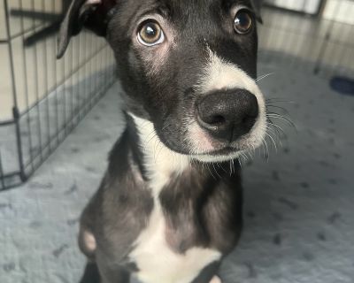 Brooks - Mixed Breed Male Puppy for Adoption