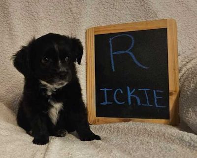 Rickie - Terrier (Unknown Type, Small)/Dachshund Mix Male Puppy for Adoption