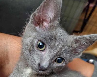 Rocket - Domestic Shorthair Male Kitten for Adoption