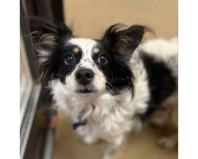 Scout - Claremont Location - Papillon/Mixed Breed (Medium) Mix Male Dog for Adoption