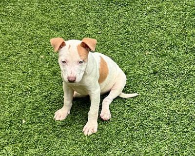 Pegasus - American Pit Bull Terrier Male Puppy for Adoption