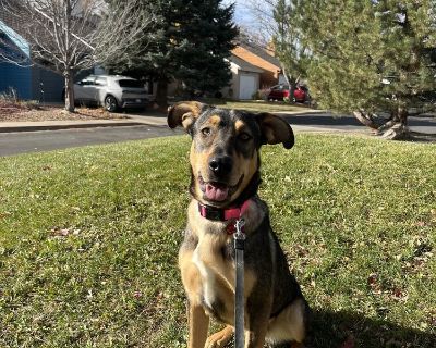 LIBERTY - Rottweiler & Shepherd Mix Female Dog for Adoption