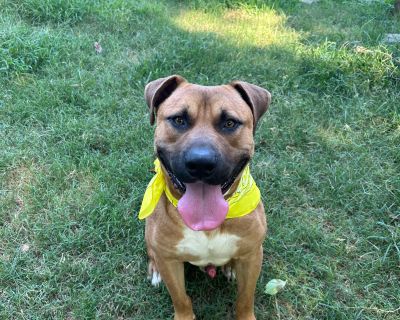 Roscoe - Mastiff & American Bully Mix Male Dog for Adoption